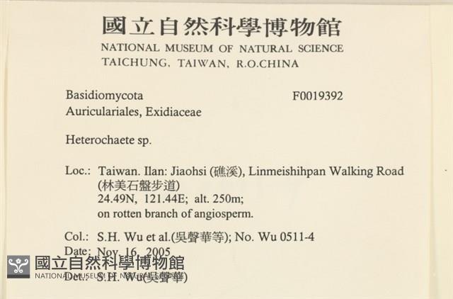 刺皮菌屬藏品圖，第2張