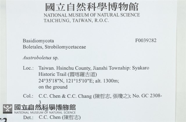 南牛肝菌屬藏品圖，第2張