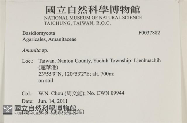鵝膏屬藏品圖，第2張