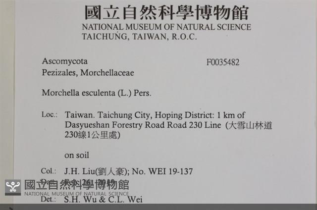 美味羊肚菌藏品圖，第2張