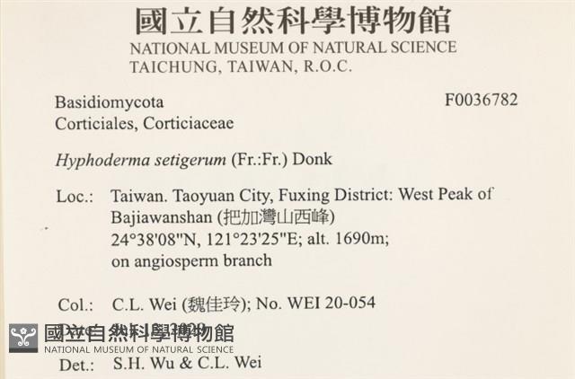 剛毛絲皮菌藏品圖，第2張