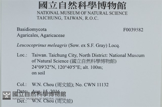 珠雞斑白鬼傘藏品圖，第2張