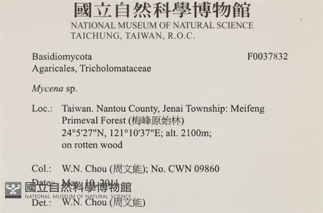 小菇屬藏品圖，第2張