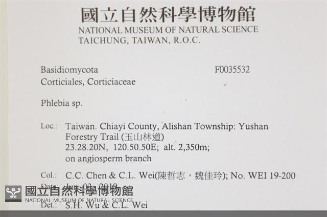 射脈菌屬藏品圖，第2張