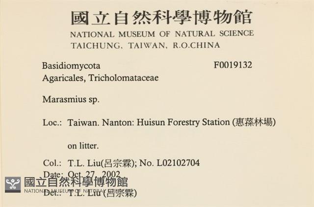 小皮傘屬藏品圖，第2張