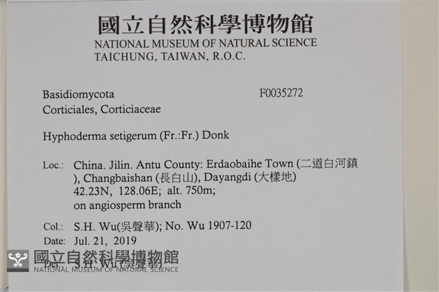 剛毛絲皮菌藏品圖，第2張