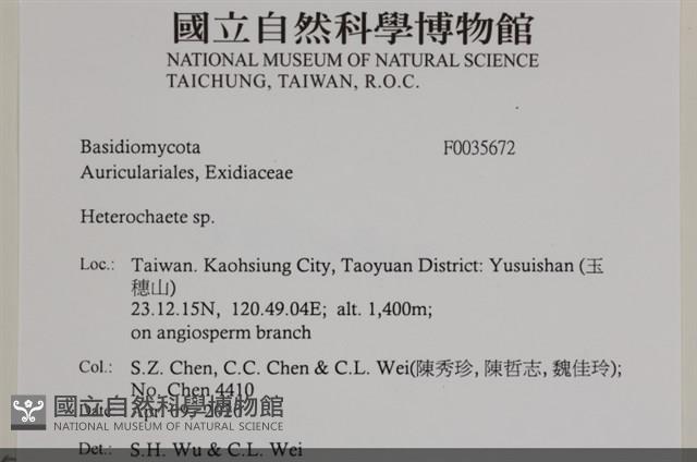刺皮菌屬藏品圖，第2張