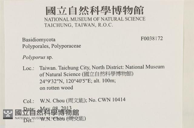 多孔菌屬藏品圖，第2張