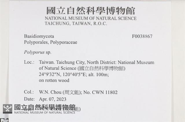 多孔菌屬藏品圖，第2張