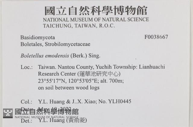 登錄號:F0038667藏品圖，第2張