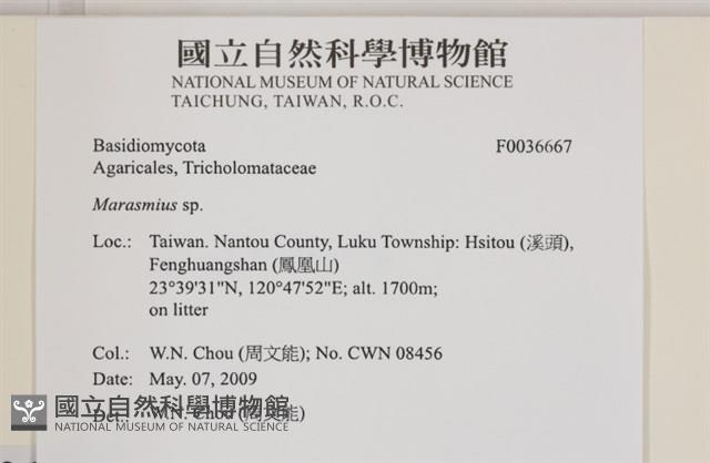 小皮傘屬藏品圖，第2張