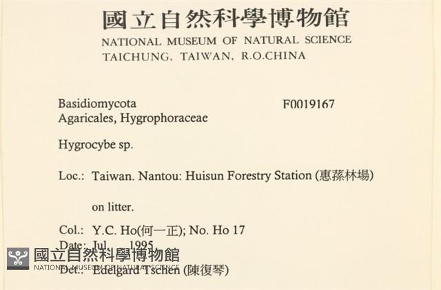 濕傘屬藏品圖，第2張
