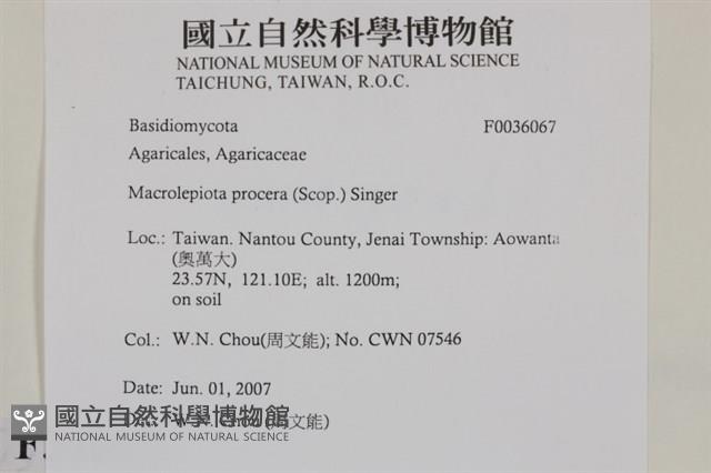 高大環柄菇藏品圖，第2張