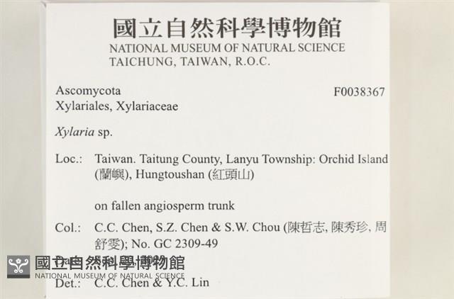 炭角菌屬藏品圖，第2張