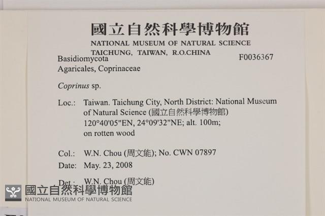 鬼傘屬藏品圖，第2張