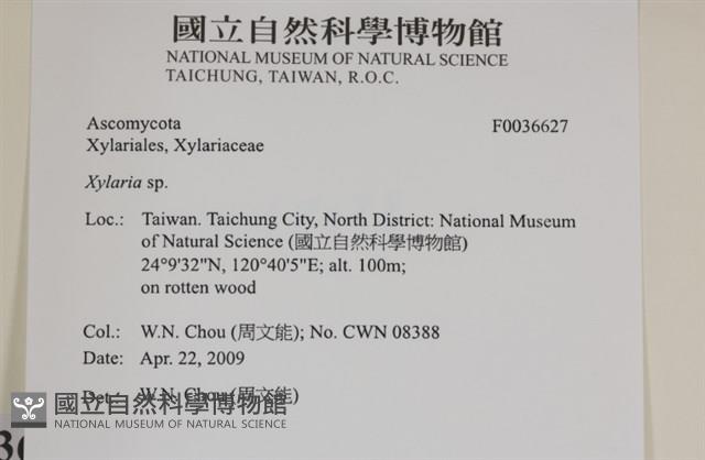 炭角菌屬藏品圖，第2張