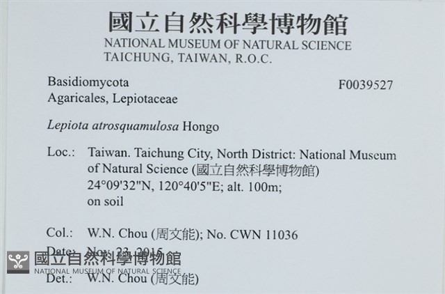 暗鱗環柄菇藏品圖，第2張