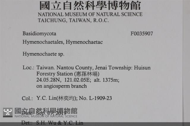 刺革菌屬藏品圖，第2張