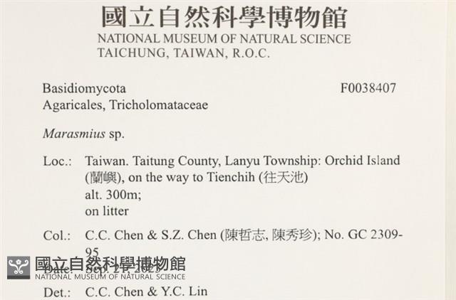 小皮傘屬藏品圖，第2張