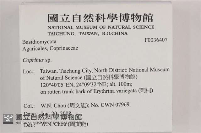 鬼傘屬藏品圖，第2張