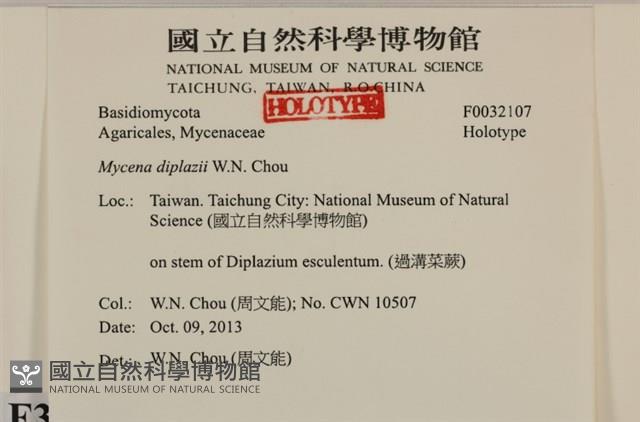雙蓋蕨小菇藏品圖，第3張