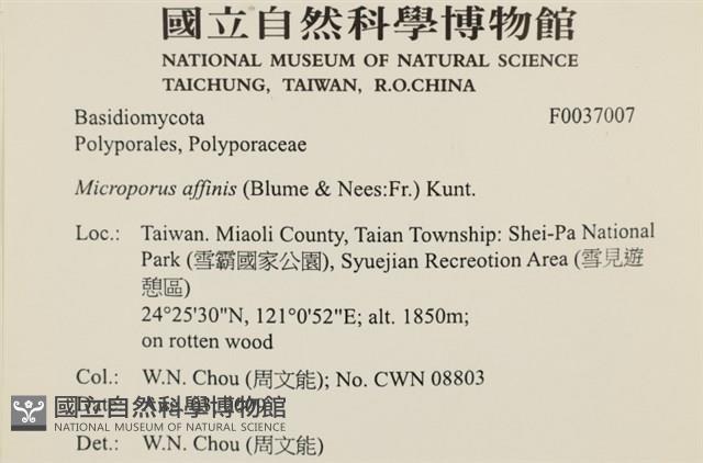 相鄰小孔菌藏品圖，第2張