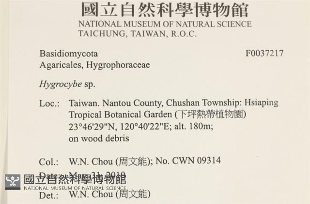 濕傘屬藏品圖，第2張