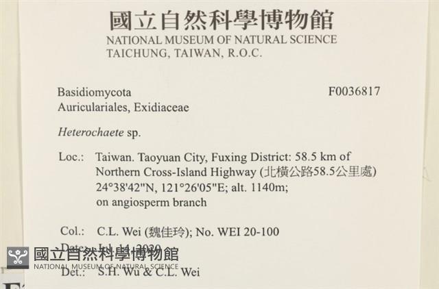 刺皮菌屬藏品圖，第2張