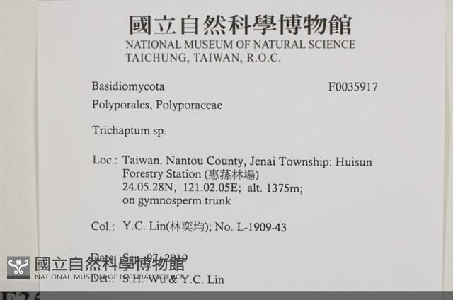 附毛菌屬藏品圖，第2張