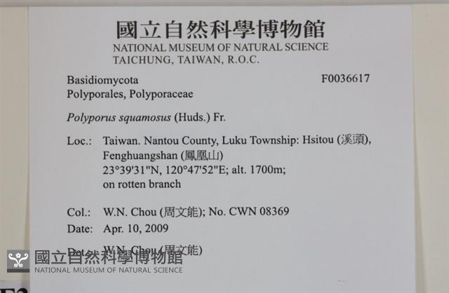 寬鱗多孔菌藏品圖，第2張