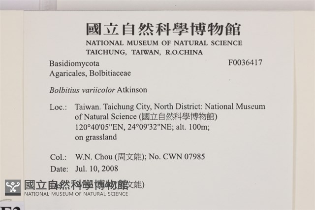 變色糞傘藏品圖，第2張