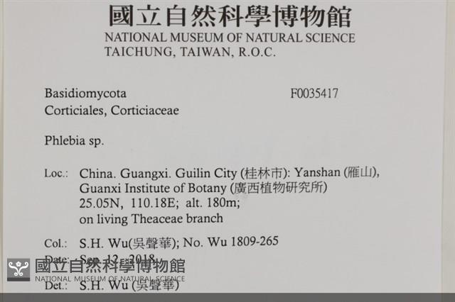 射脈菌屬藏品圖，第2張
