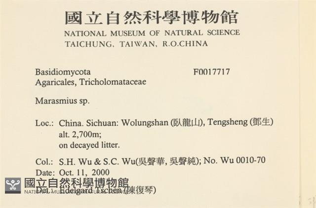 小皮傘屬藏品圖，第2張