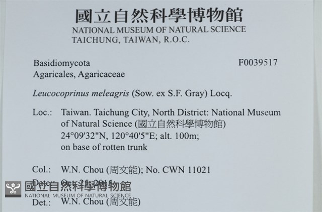 珠雞斑白鬼傘藏品圖，第2張
