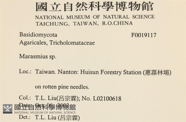 小皮傘屬藏品圖，第2張