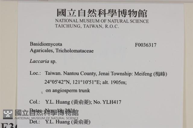 登錄號:F0036317藏品圖，第2張