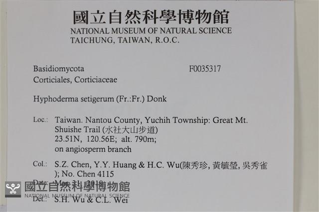 剛毛絲皮菌藏品圖，第2張