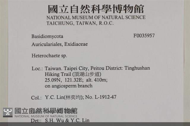 刺皮菌屬藏品圖，第2張