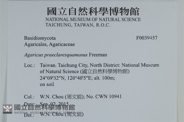 細鱗蘑菇藏品圖，第2張