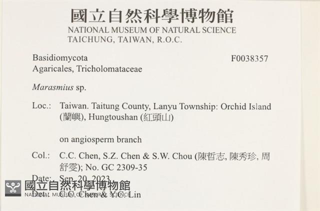 小皮傘屬藏品圖，第2張