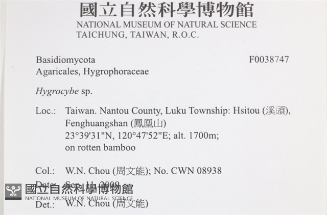 濕傘屬藏品圖，第2張