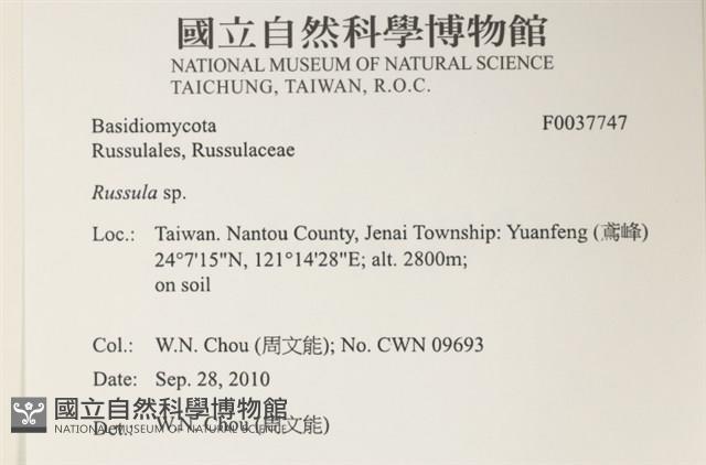 紅菇屬藏品圖，第2張