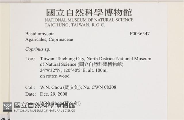鬼傘屬藏品圖，第2張
