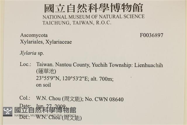 炭角菌屬藏品圖，第2張