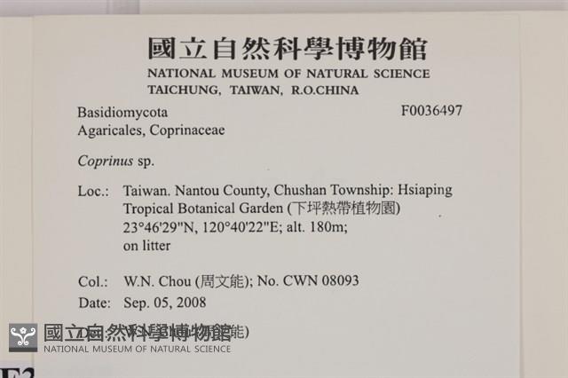 鬼傘屬藏品圖，第2張