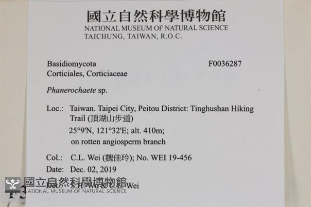 顯絲菌屬藏品圖，第2張