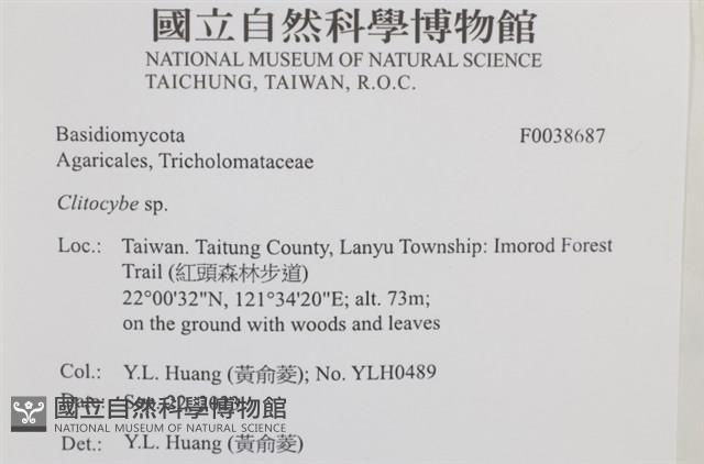 杯傘屬藏品圖，第2張