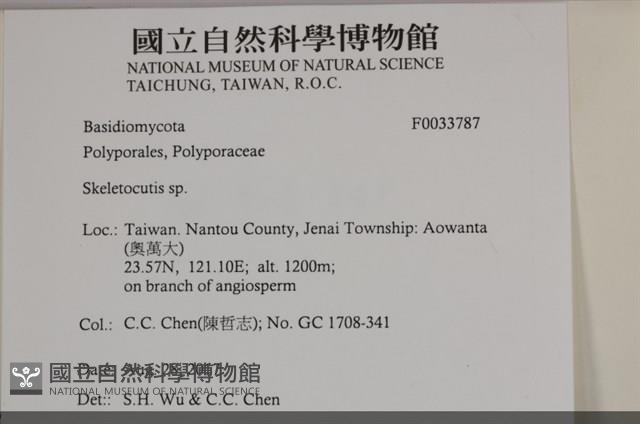 骨皮菌屬藏品圖，第3張