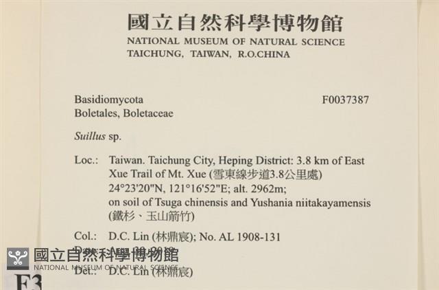 登錄號:F0037387藏品圖，第2張