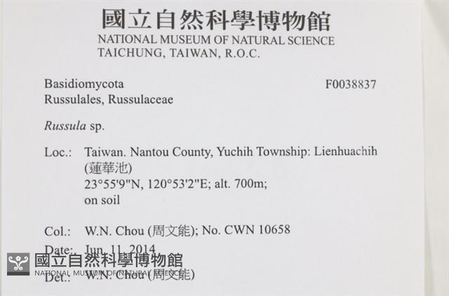 紅菇屬藏品圖，第2張